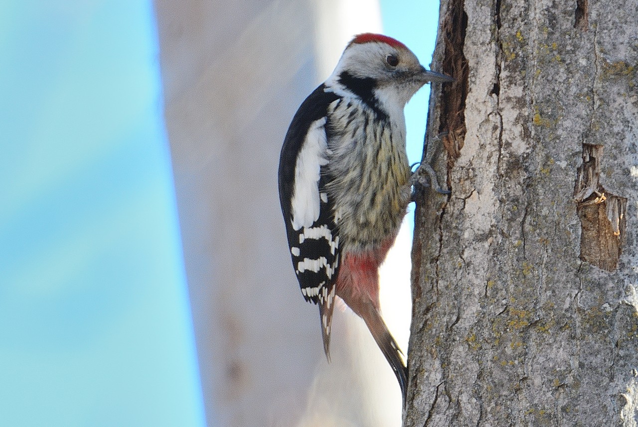 Middle Spotted Woodpecker